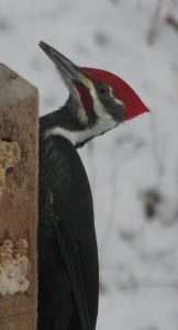 Pileated Woodpecker  visit