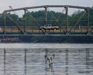 An Osprey fishing AND catching on a friday night by the Stillwater Lift Bridge before it flew back to Wisconsin with its catch, did it have a license? ;)...