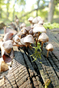 Fairy village of mushrooms